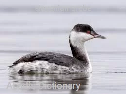 slovenian grebe